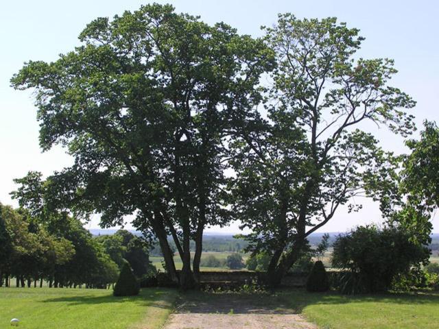 D'hotes Le Chateau De La Plante Frühstückspension Thuré